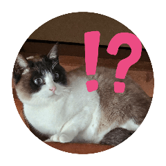 nekosan_20250210213014