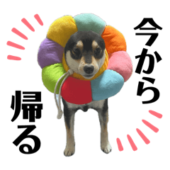 abarenboshogunkoharu