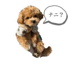 CHIKUWA_20250211065157