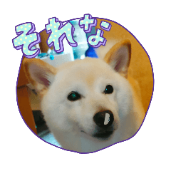 yoshi_20250211100519