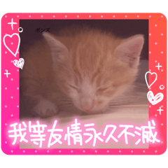 PONZU_20250211100809