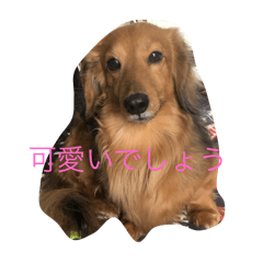 KOTO_20250211104408