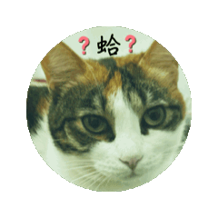 沐沐の動日常
