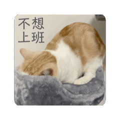 小ㄇㄨㄚˊ的日常②