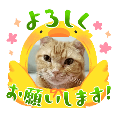 maple_20250211151953