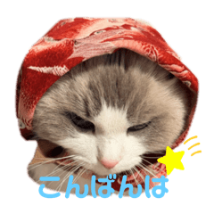 Ragdoll Yuki  Stamp