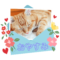 maple_20250211152138