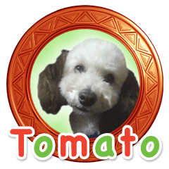 Toy Poodle Tomato Sticker