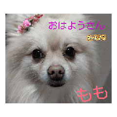 momo_20250211184717