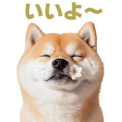 Shiba dog greeting1