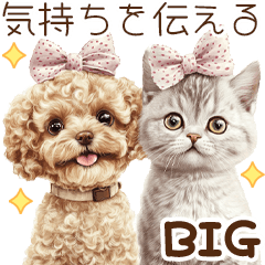 Toy poodle and cat expressing feelings