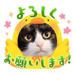 Ayumi_20250211105425