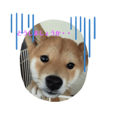 kyoko_20250211110414