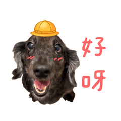 DAPU ♡