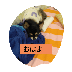 payakiti_20250211142528