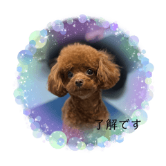Yoshi_20250211150849
