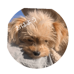 maple_20250211154354