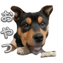 mochi_20250211133955