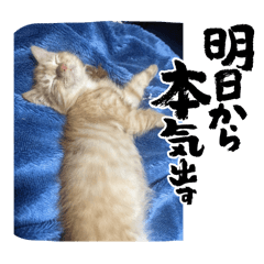 猫山B