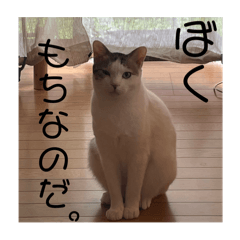 Anemone_20250211134732