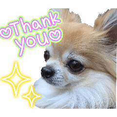 ご機嫌チワワの日常