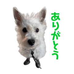 mie_20250211172436