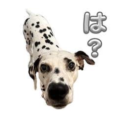 dalmatian Hyuchan