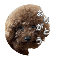 moko_20250211202352