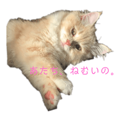nono_20250211181447