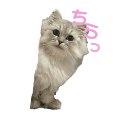 Runa_20250211203219