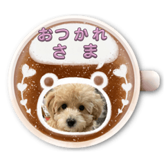 coco_20250211204754