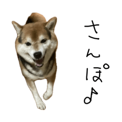 shibainukuchan1