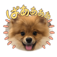 PON_20250211213025