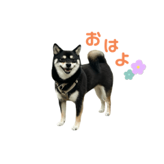 nao_20250211215706