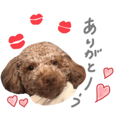 ringo_20250211221331