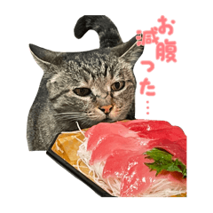 komachi_20250212102316