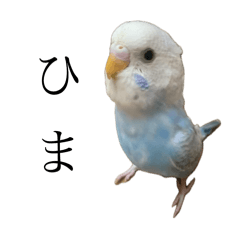 birdSTAMP5555