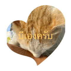 insha_20250212143501