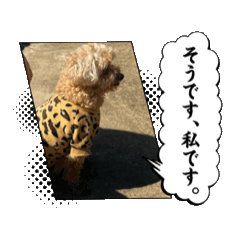 rin_20250212211526