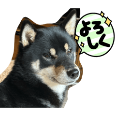 Yoko_20250212144441