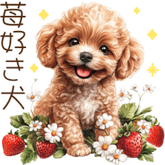 A poodle who loves strawberries