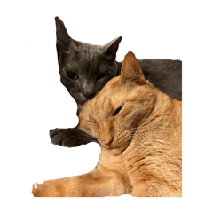 nico_20250212172113