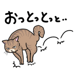 どこでもいそうな猫たち