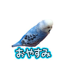 siro_20250212180243