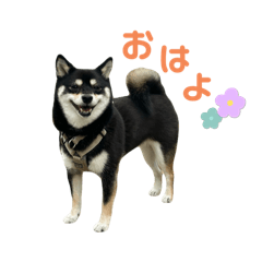 nao_20250212190737