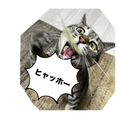 nao_20250212195615