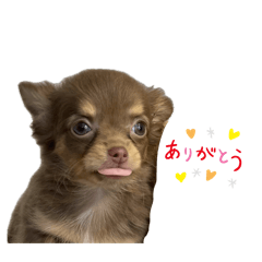 Choko and Annko