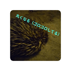 BANANA_20250212120320