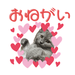 Emi_20250212211106 – LINE stickers | LINE STORE