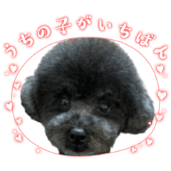 kuro_20250213111724